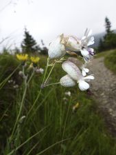 Jeseníky - Malá Morávka 2012