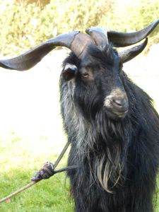 Podzimní sraz 2014 - Batelov