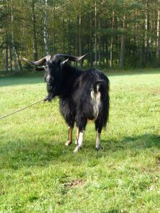 Podzimní sraz 2014 - Batelov