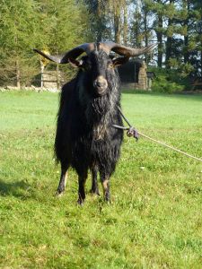 Podzimní sraz 2014 - Batelov