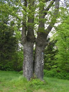 VFR-sraz_23.-25.5.2014_Sachovka_051