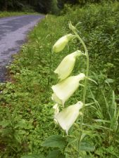 Jeseníky - Malá Morávka 2012