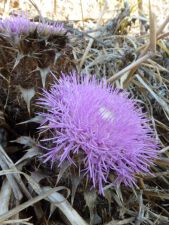 Korsika a Sardínie 2012