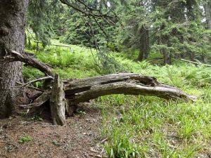 Jeseníky - Malá Morávka 2012