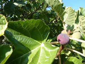 Korsika a Sardínie 2012